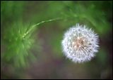 9349_dandy.jpg image by macvisual